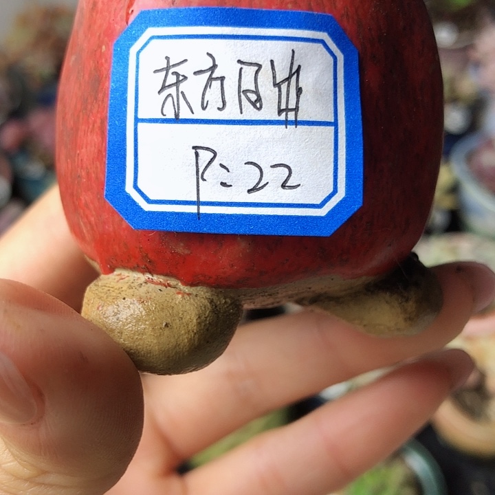 东方日出      1个盆