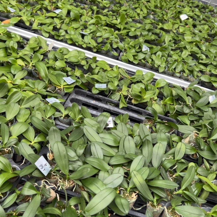 不开花植物七仙女1.7