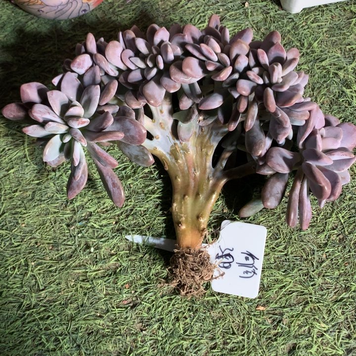 桃爽树缀潜力股发货