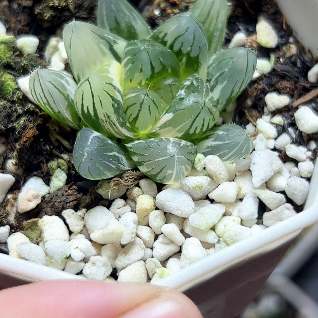 龙爪锦十二卷多肉