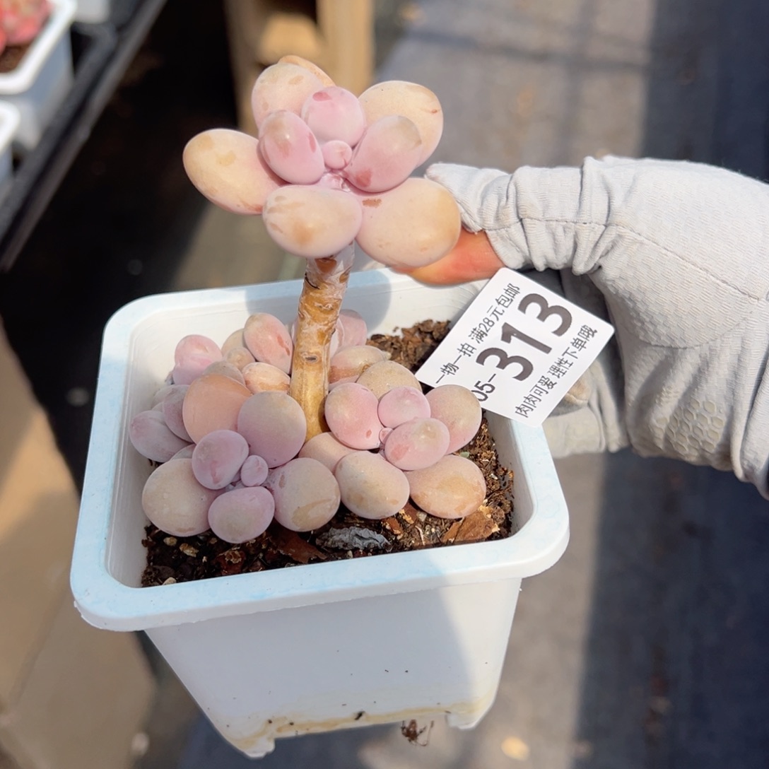 枫*桃蛋多肉多肉多肉多肉多肉