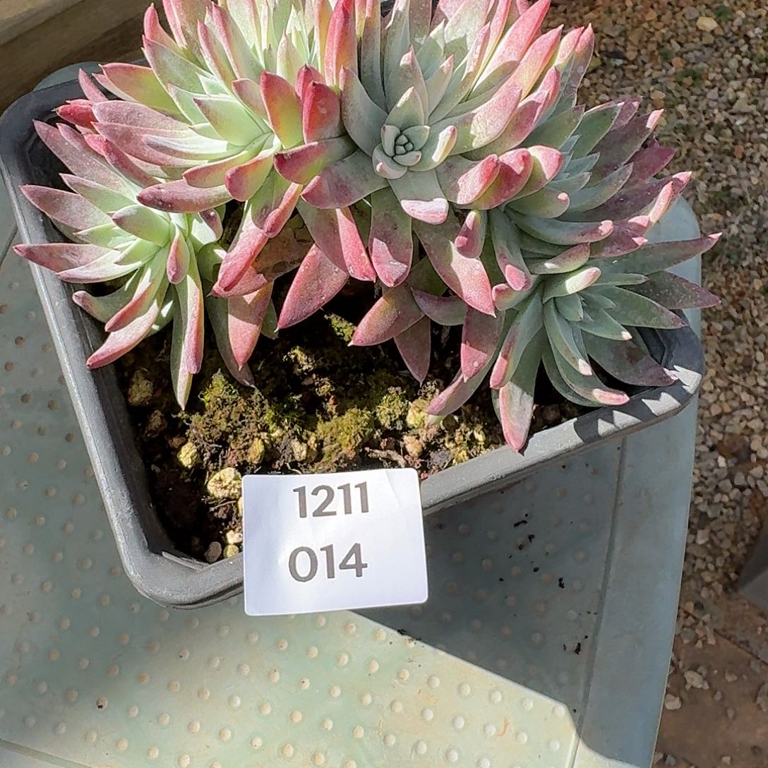 正***意多肉植物一物一拍251211014