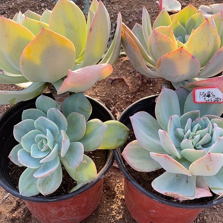 陈***影白凤两颗陈影2222