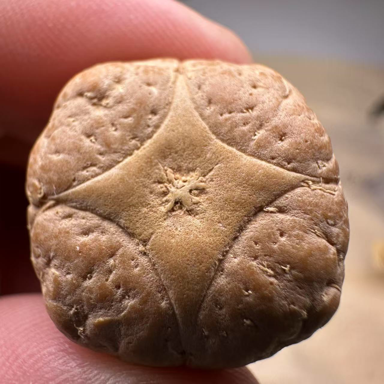 尼泊尔麒麟眼菩提，尺寸23，厚度15，s系列