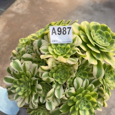 987金丝翡翠多肉20厘米