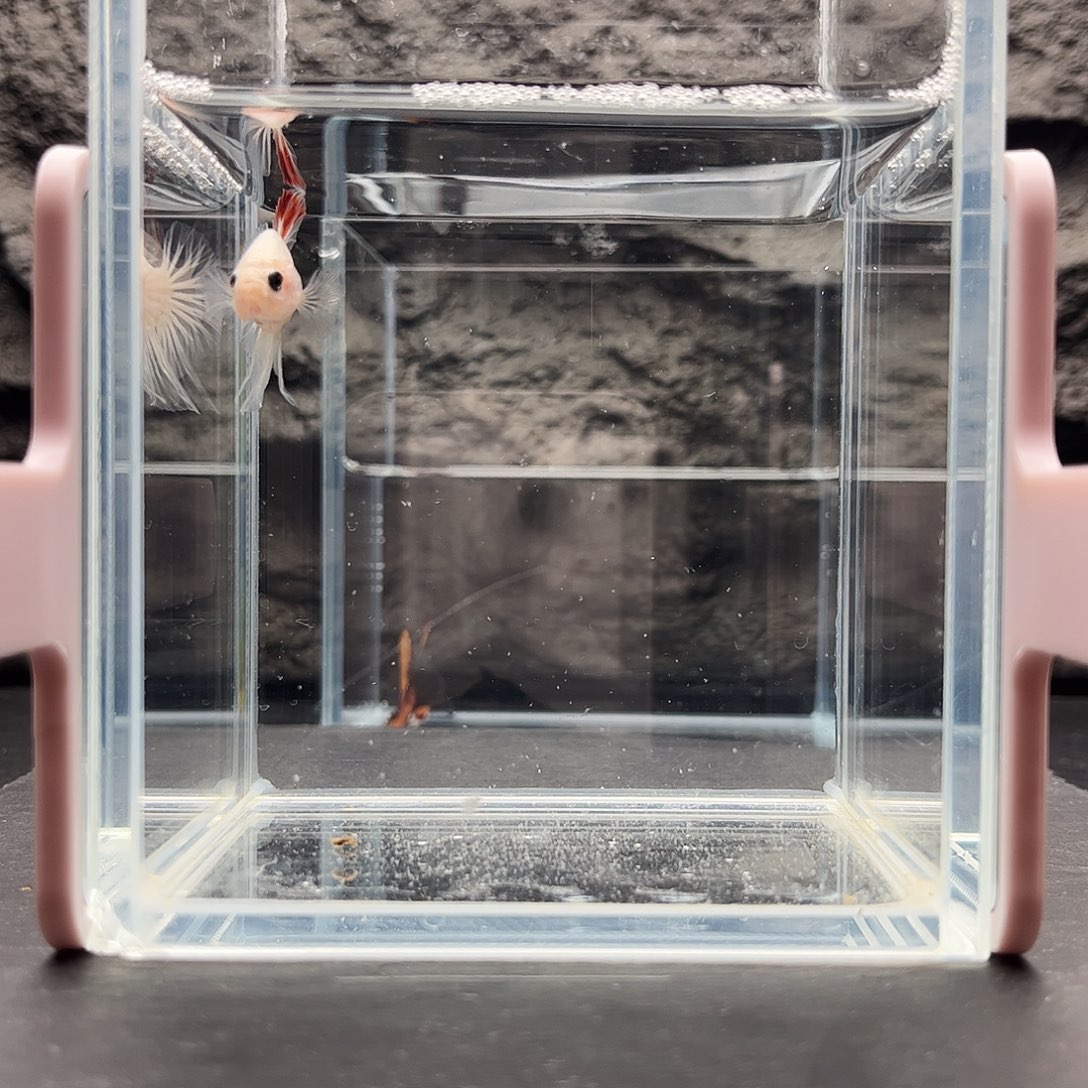 海水鱼宙斯斗鱼竞拍12-17