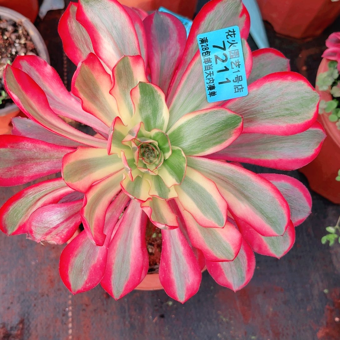 红魔女7211多肉植物