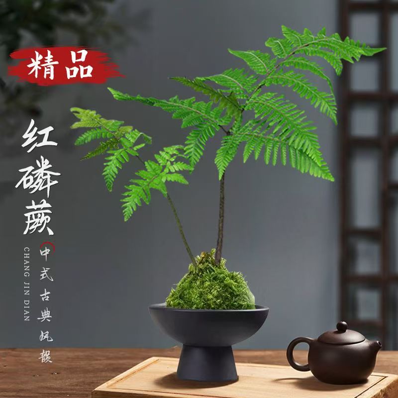 红磷蕨金丝红磷苔藓球禅意一叶飘蕨类多飘小丛林