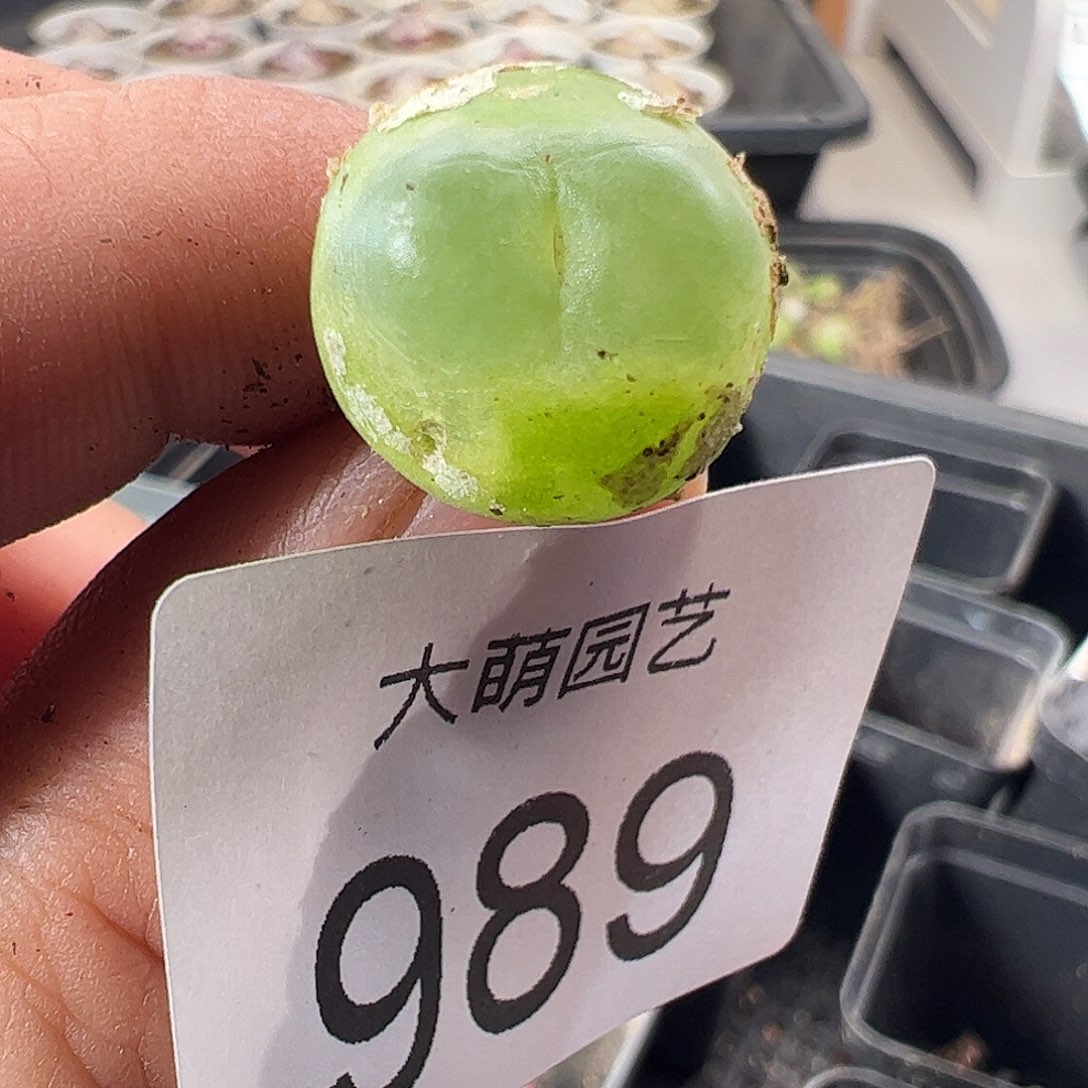 一物一拍。     989