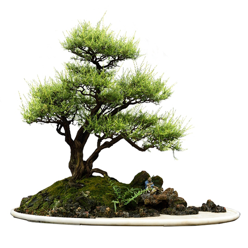 松柏造型盆景规格品种齐全花园庭院造景树一物一拍