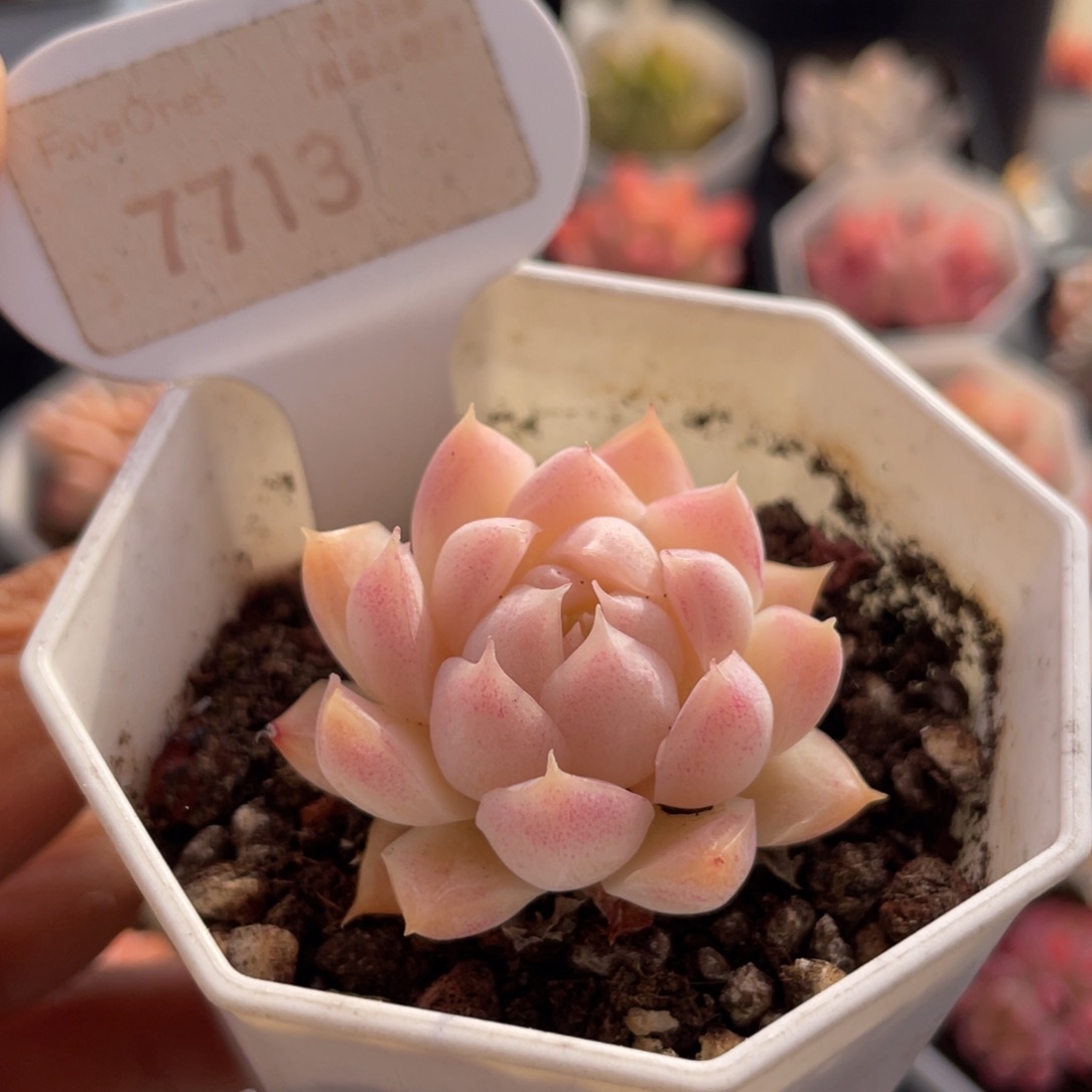 桃熏女王7713-4.0厘米