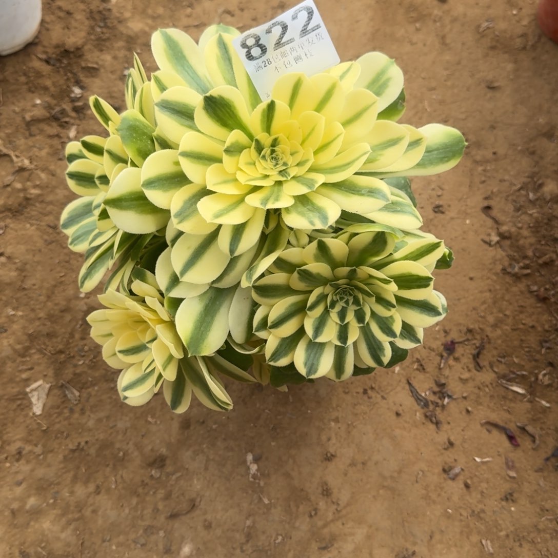 攒****✨822号辛尼亚清棚不包损