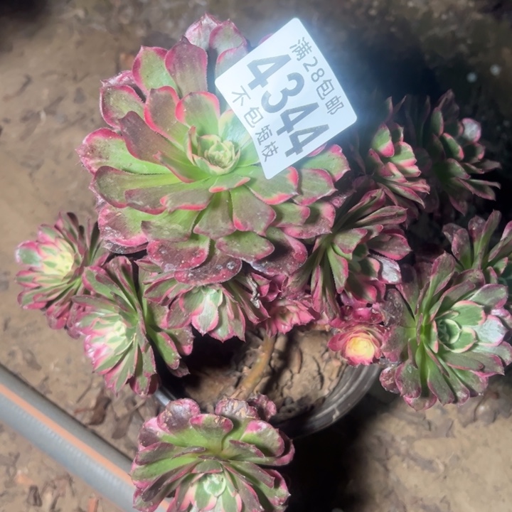 霁月多肉植物法师4344