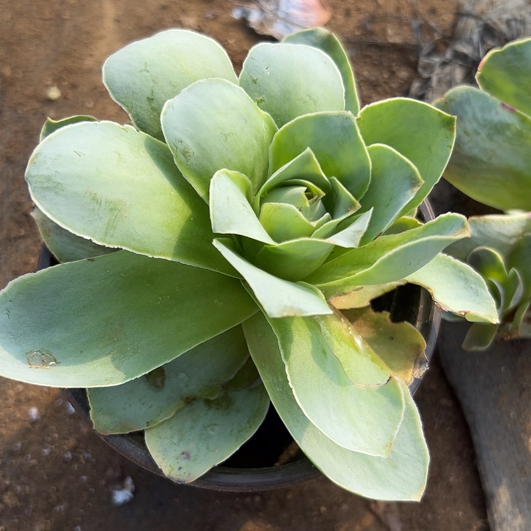 多肉植物多肉植物