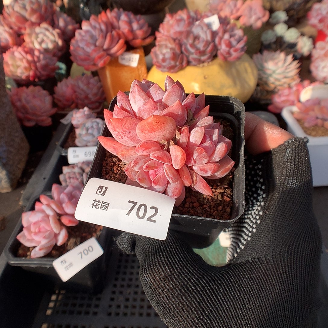 702雪天使多肉植物66666