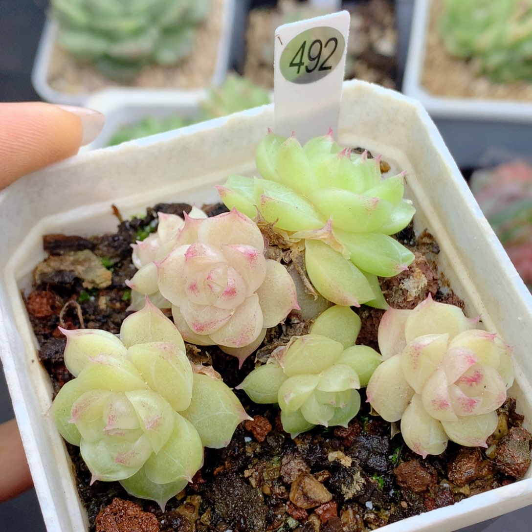 58包邮  群生不包整492