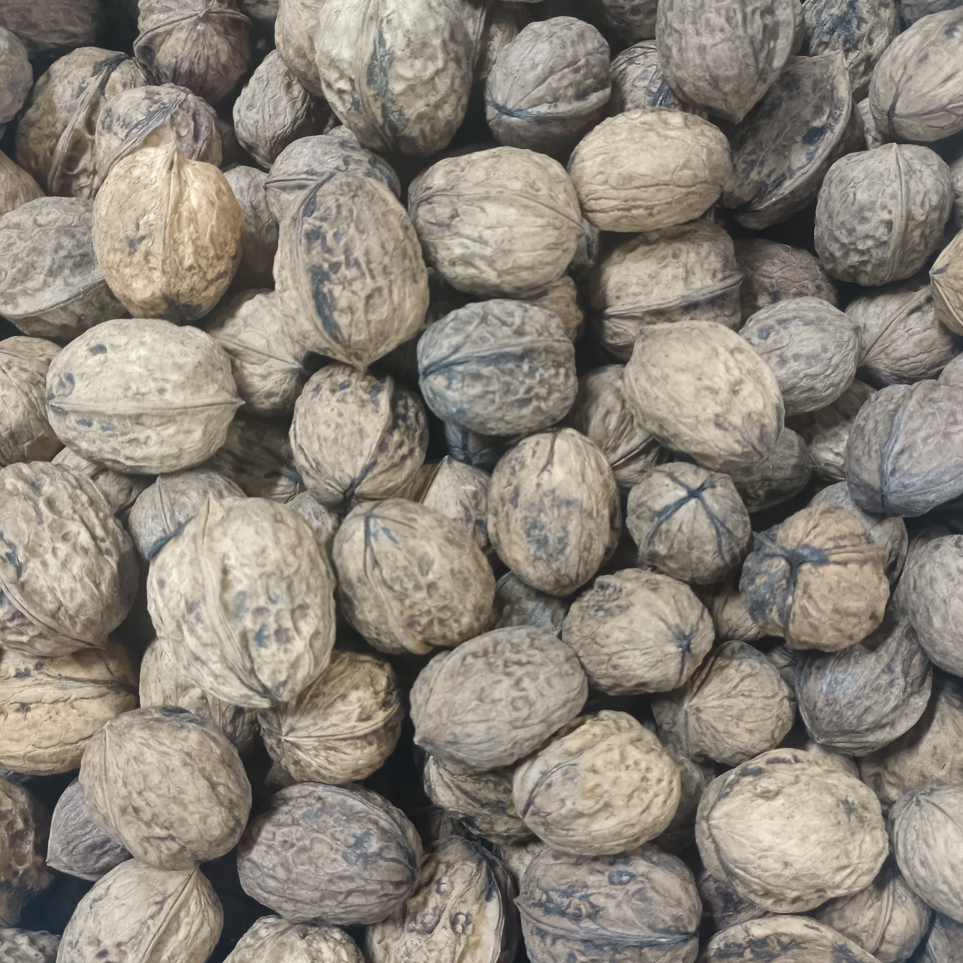 柳林高山老品种核桃大小混发无核桃夹