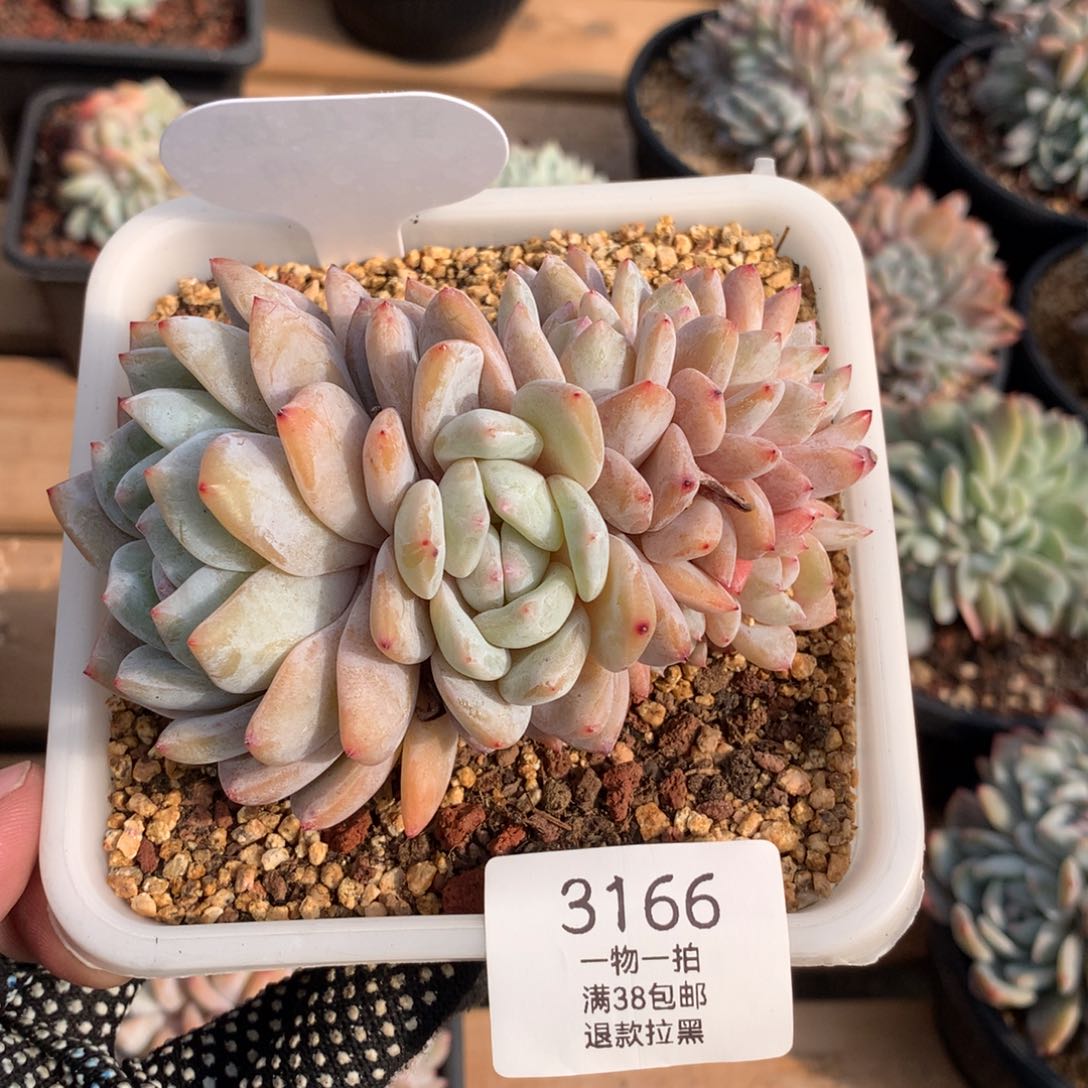 11厘米雪天使朵朵3166