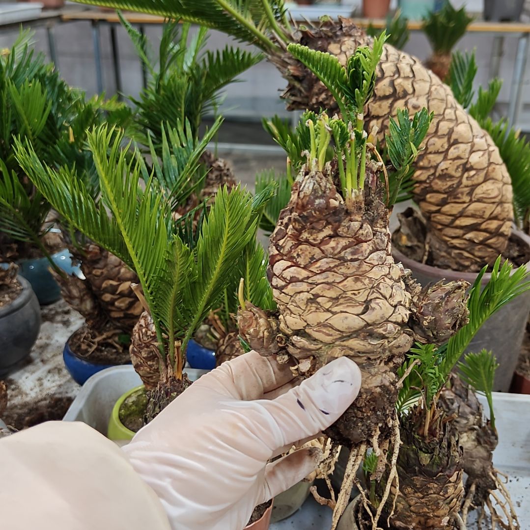 J***e无花朵白鳞铁盆景基地价