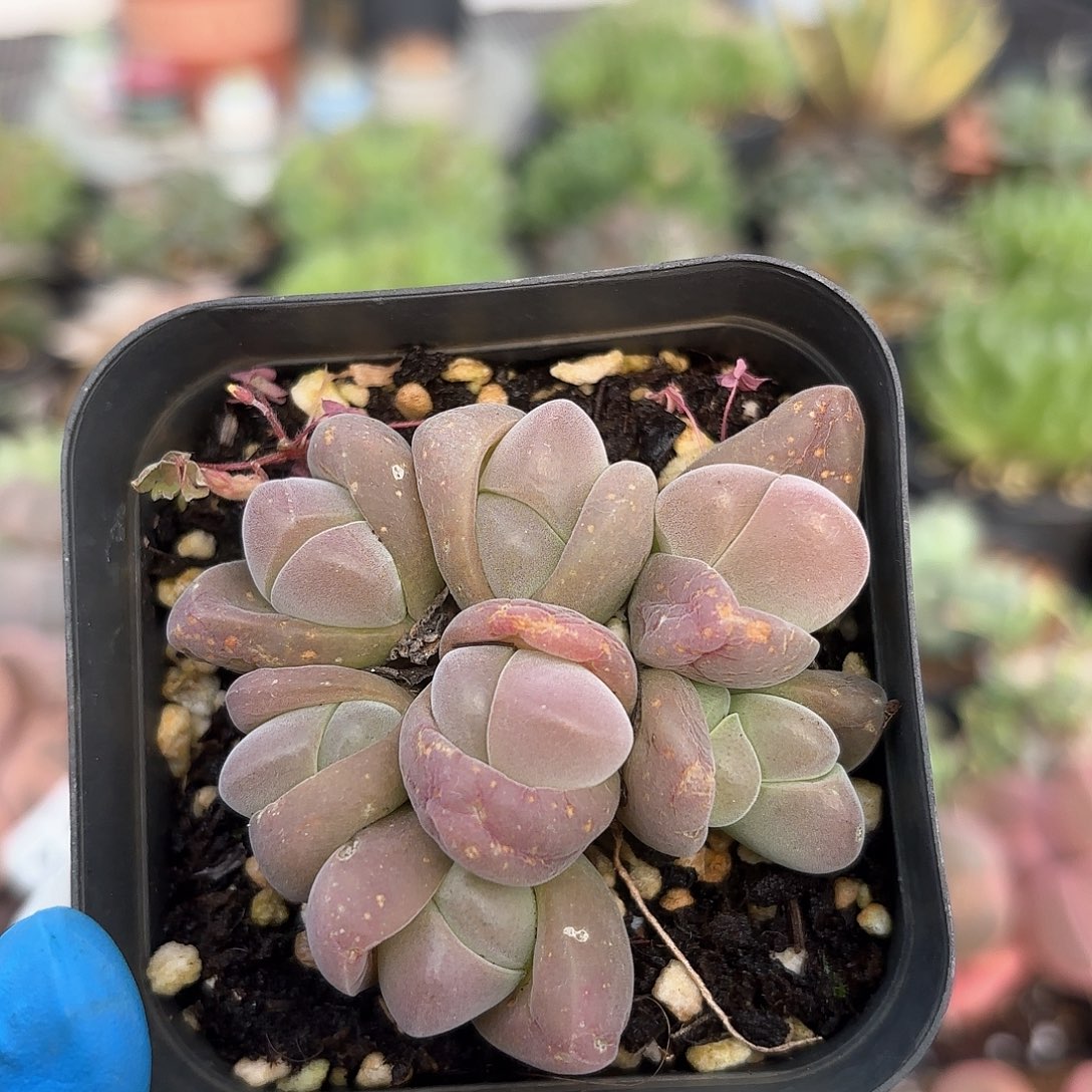 860 无比玉 带盆土