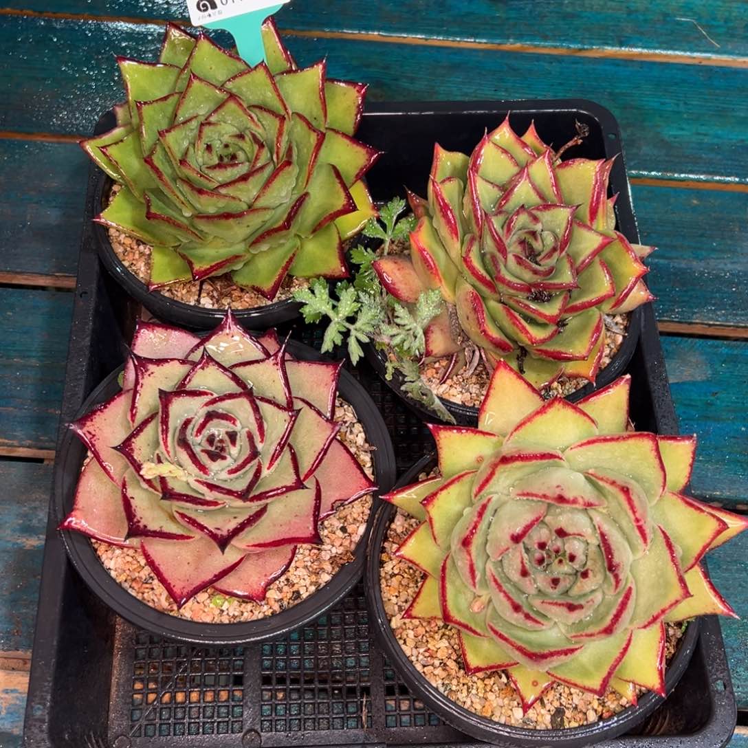 从前慢多肉精选编号0114.255