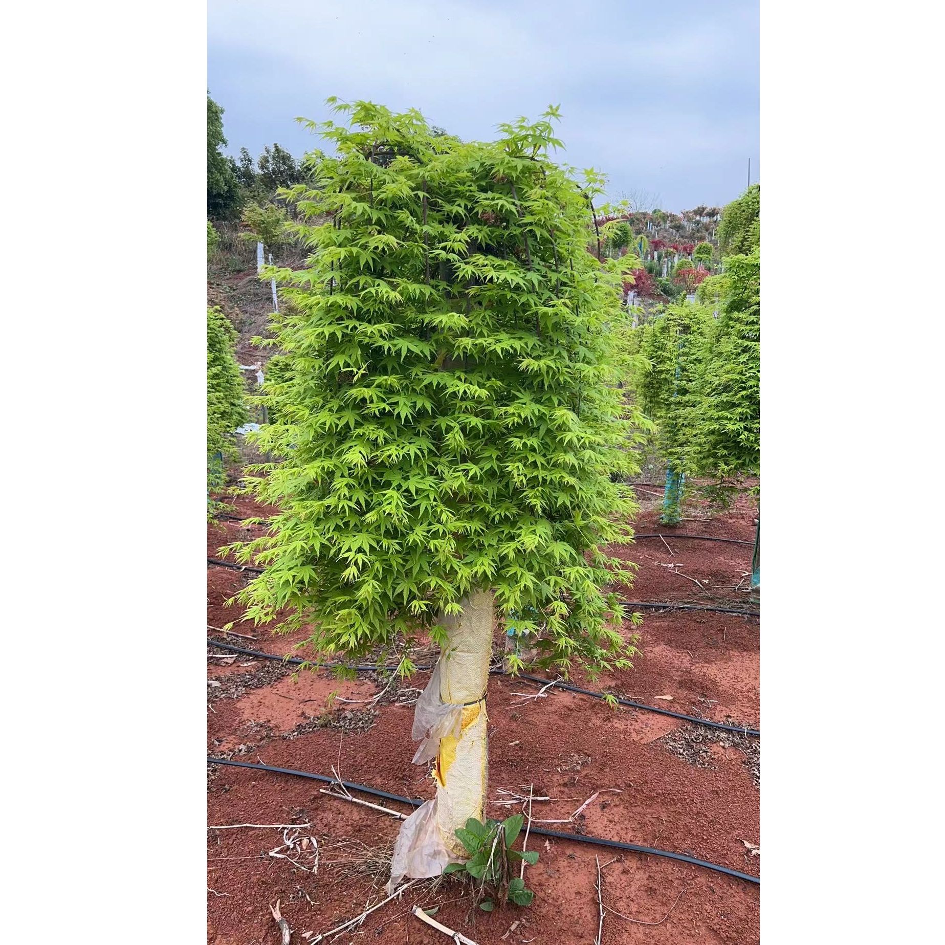 室内外庭院绿植 流泉枫