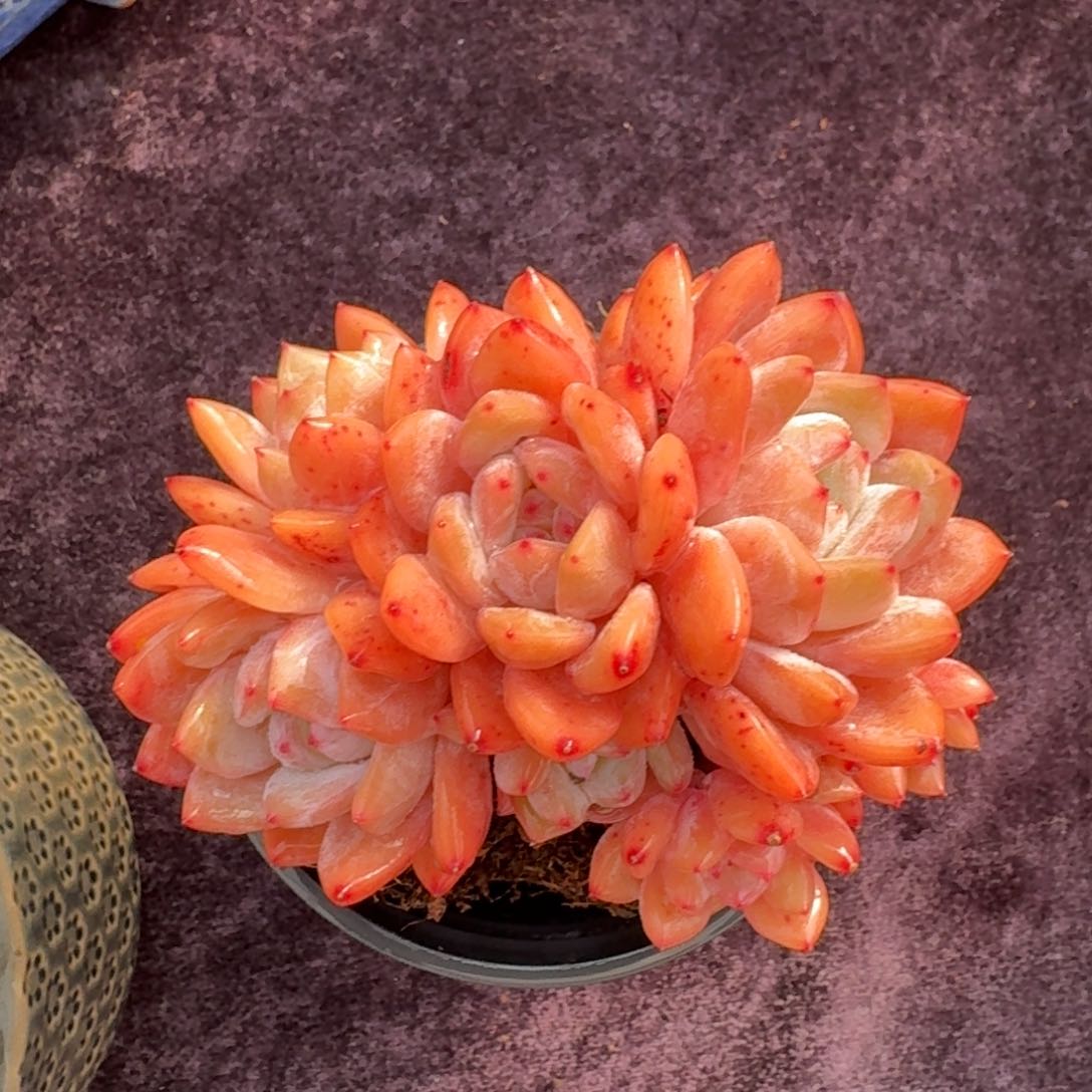 11厘米的尺寸一物一拍的