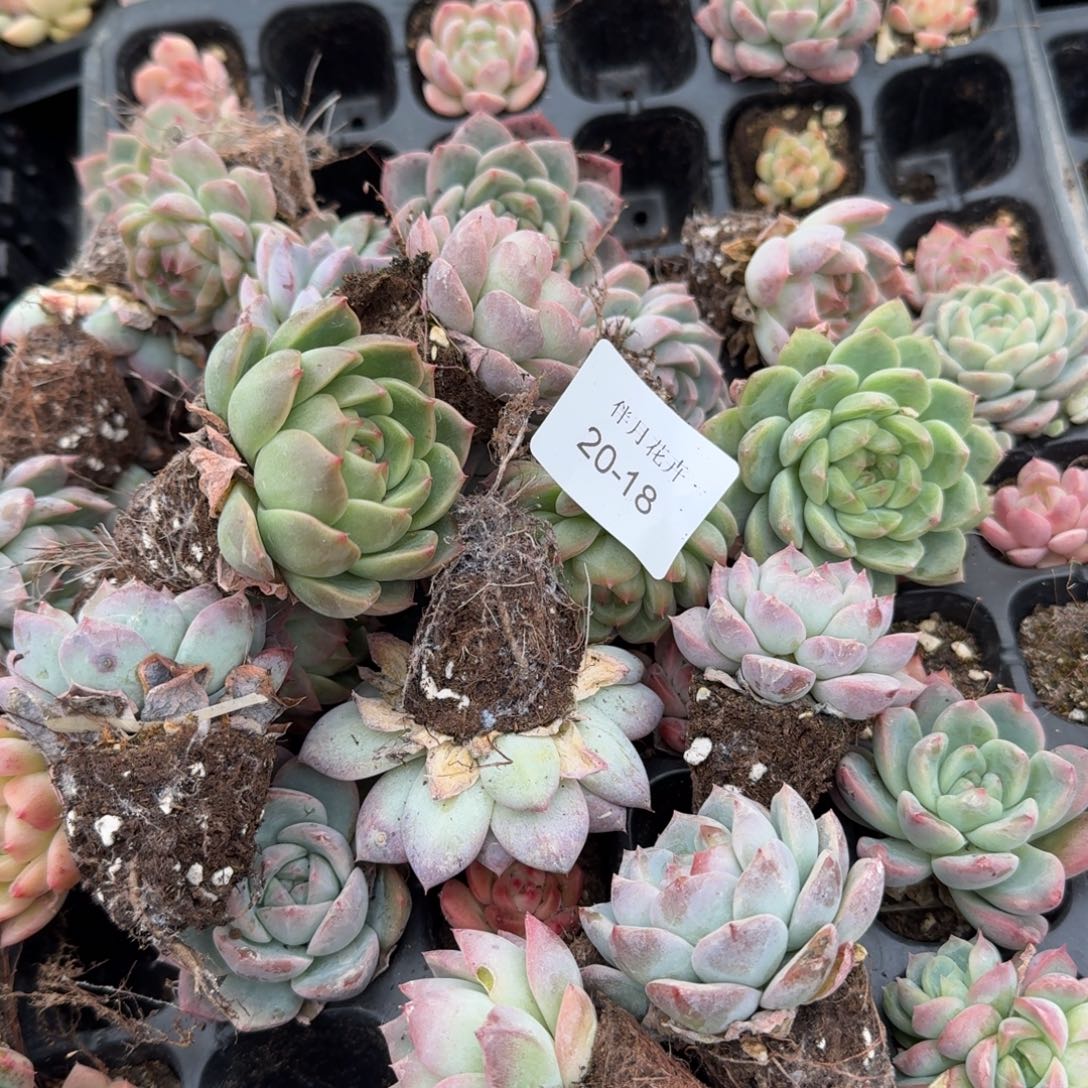 20-18左五左六珍妮二十颗（大个带色不徒长圆）