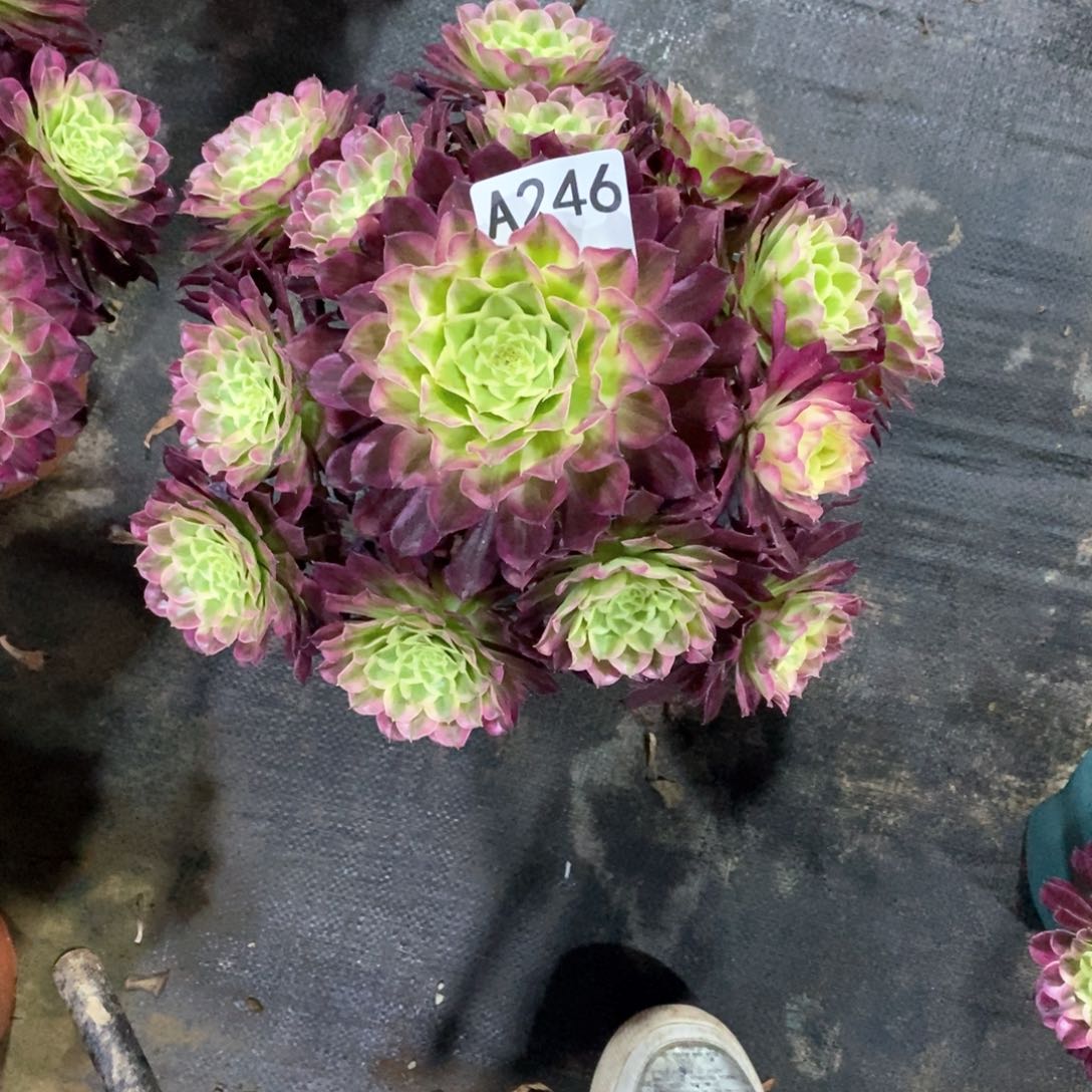 天合246多肉法师植物