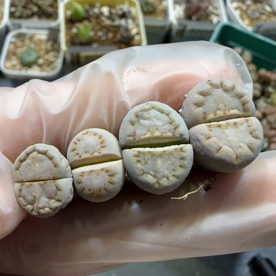 1.16 捡漏 .015饼干 6027