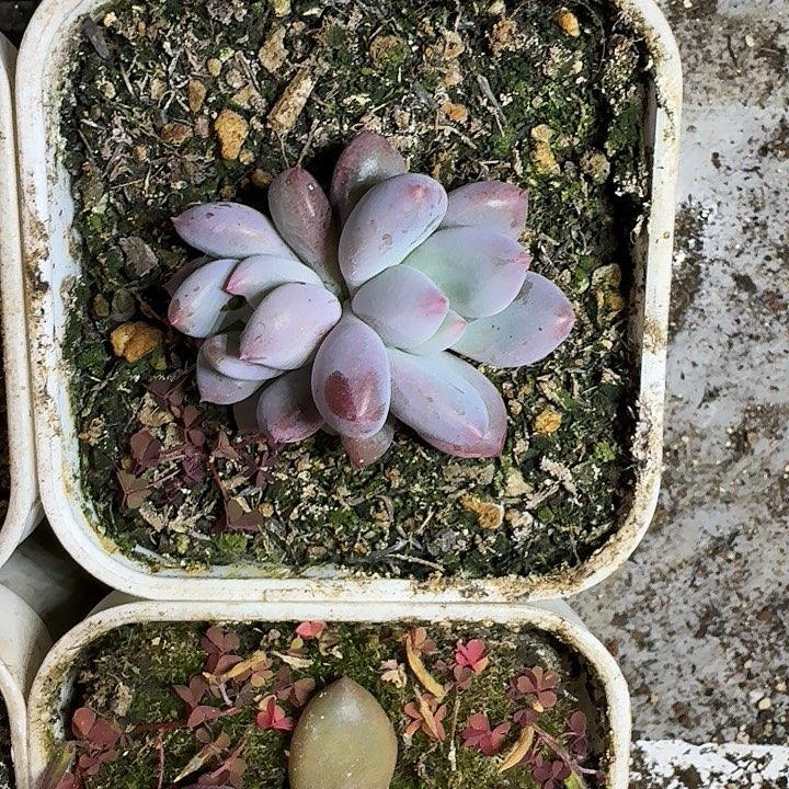 凯普盾 双头 一物一拍