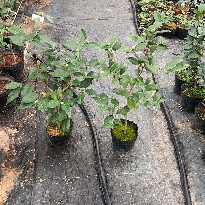 大部分花苞少量开放，脱贵两颗