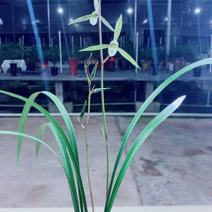 完全开放寒兰111111111