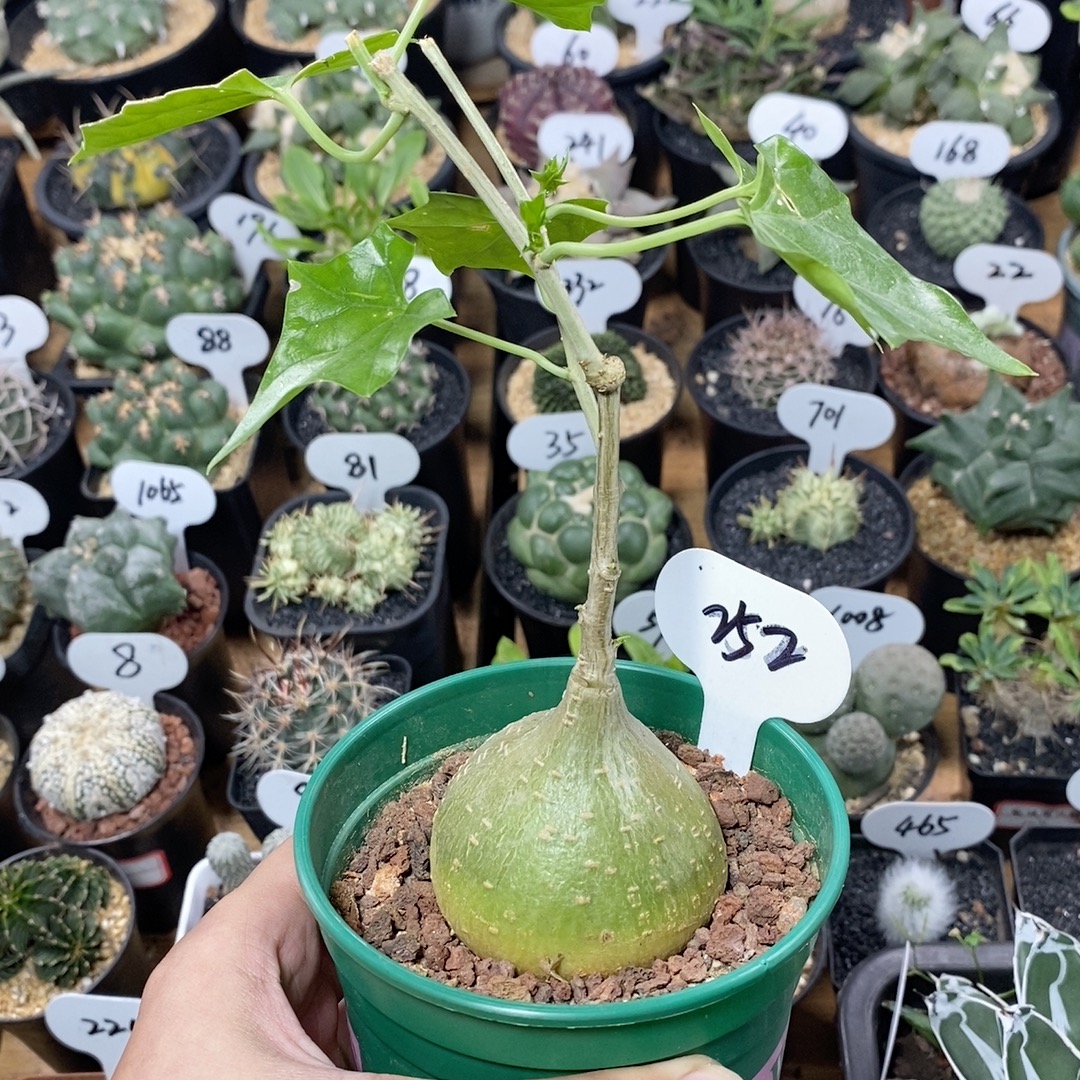 252号实生银叶睡布袋5.8cm