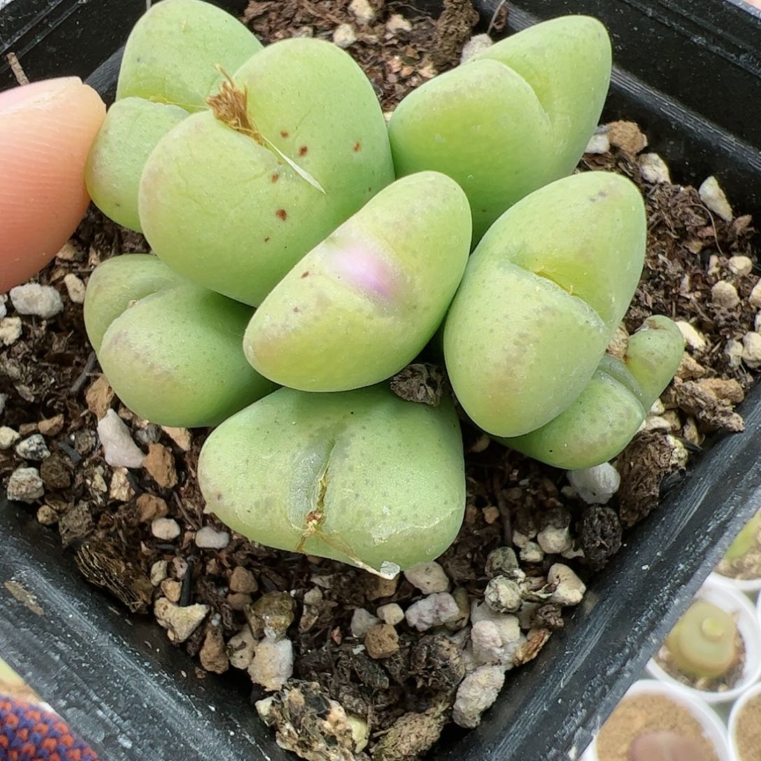 【闪购商品】128 新年福利