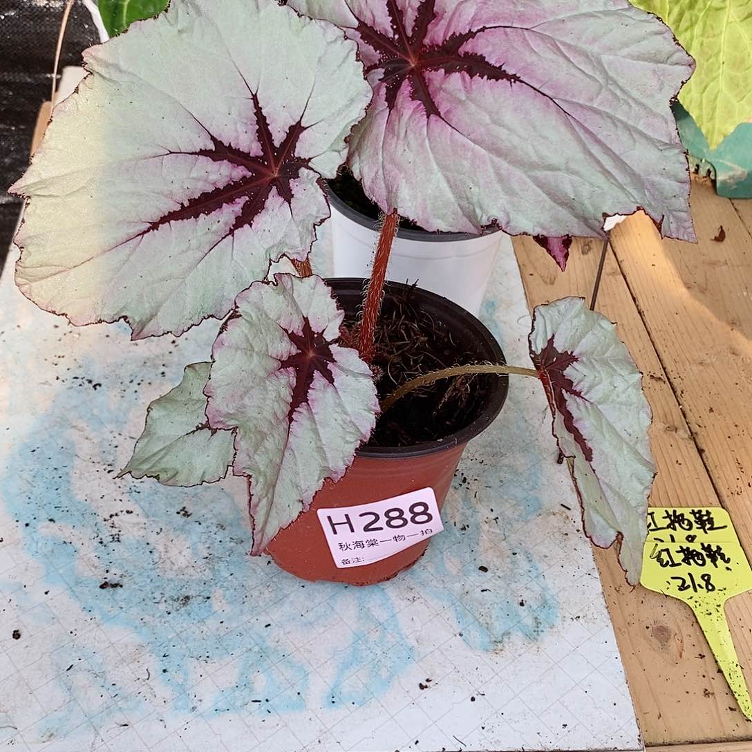不开花植物?**子秋海棠288