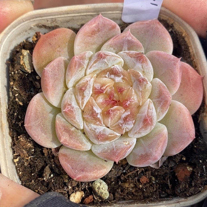 1207-620，冰魄多肉