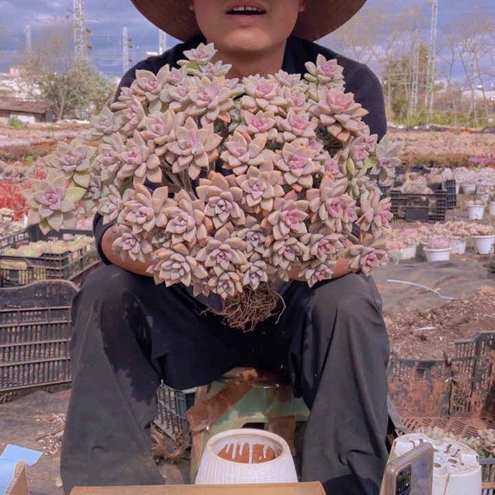 230淡雪缀化一物一拍