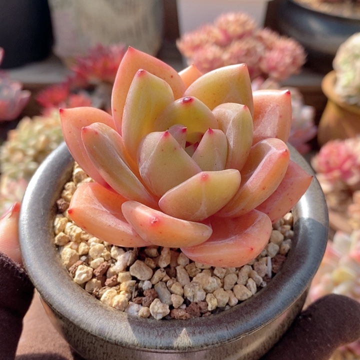 白夜香槟 韩货精品