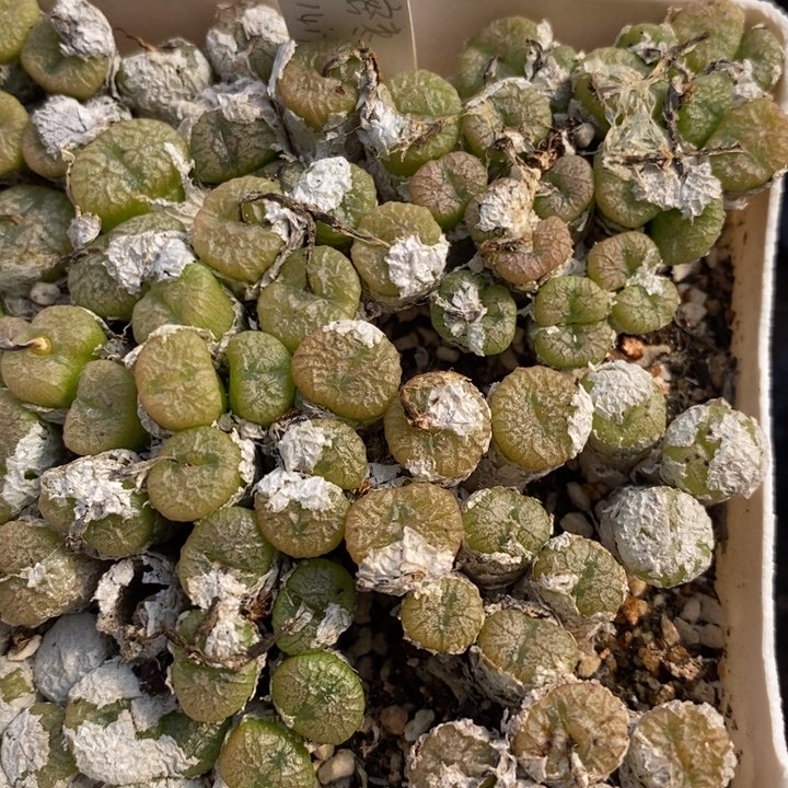 五头以上蜜-枣一群