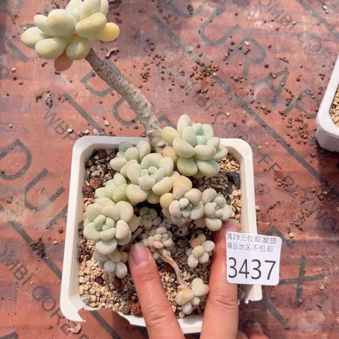 平**乐大3437；h x h g h j j k