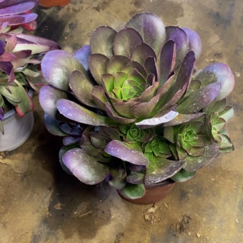 魅金玫瑰多肉植物4182