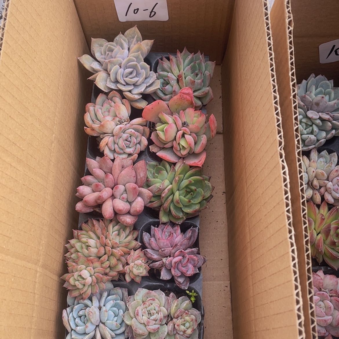 【闪购商品】10颗-6