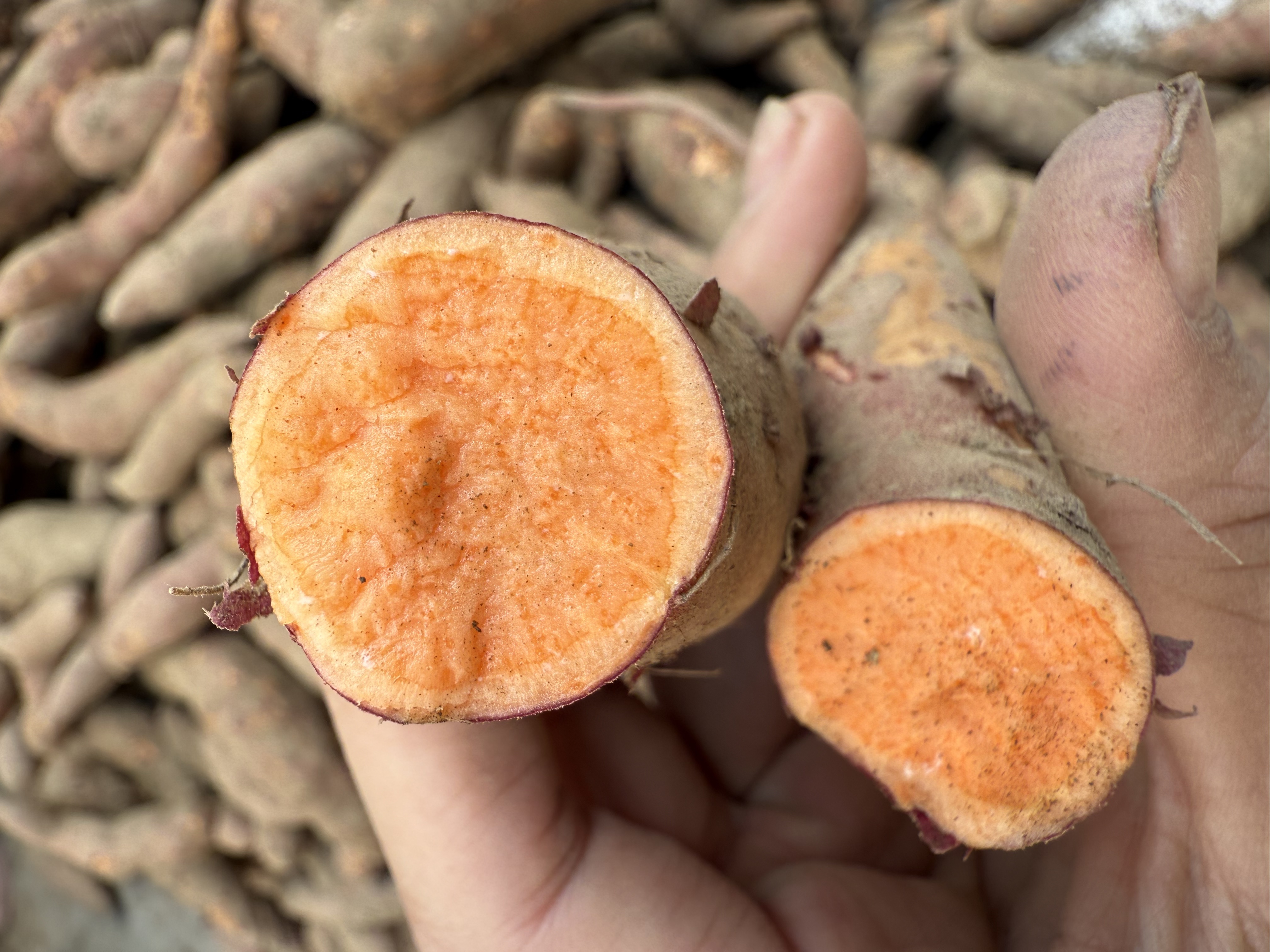 新鲜现挖乐业县高山西瓜红蜜薯粉糯香甜