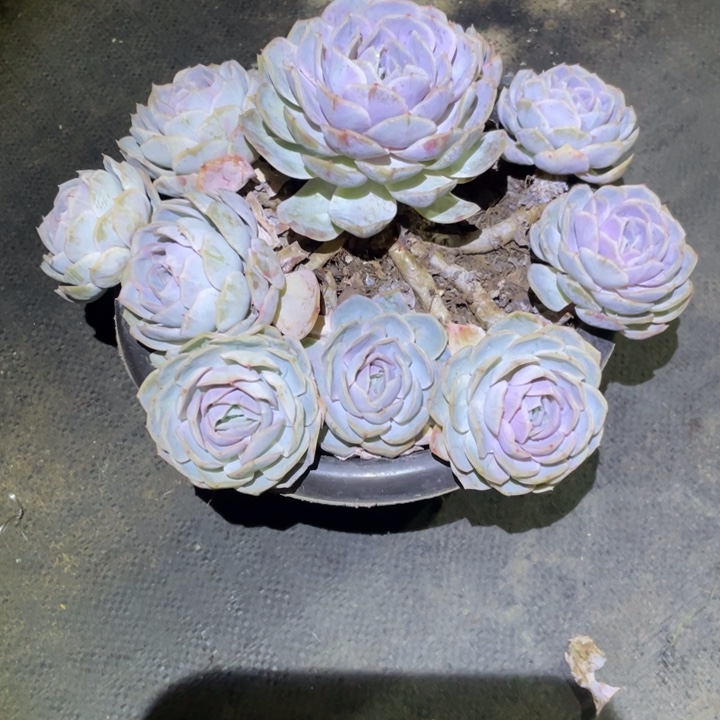 关***、蓝色惊喜一物一拍