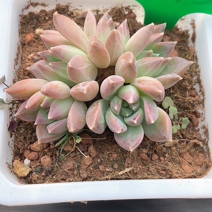 查*多肉植物945多肉