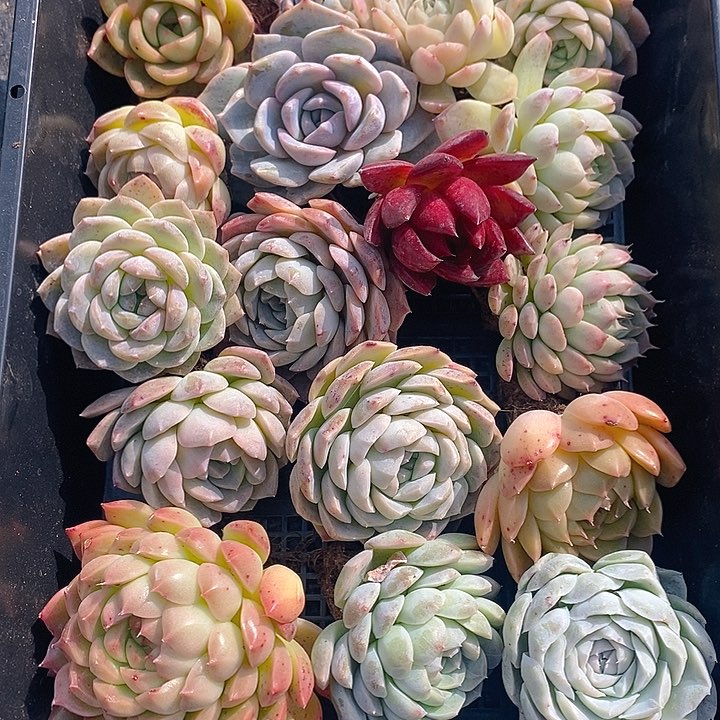 234 多肉植物盆栽花卉植物