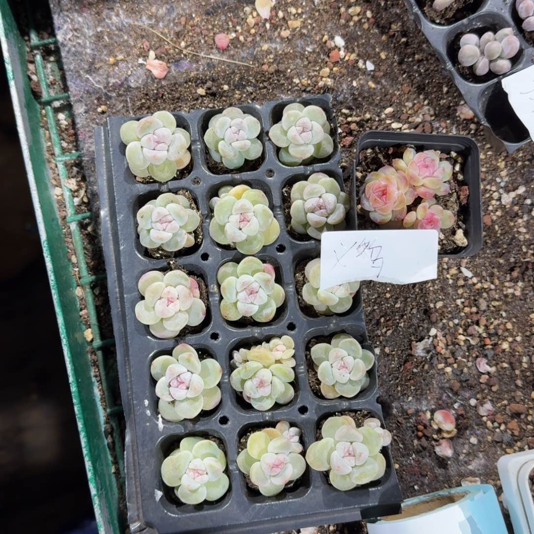 义乌一物一拍专拍