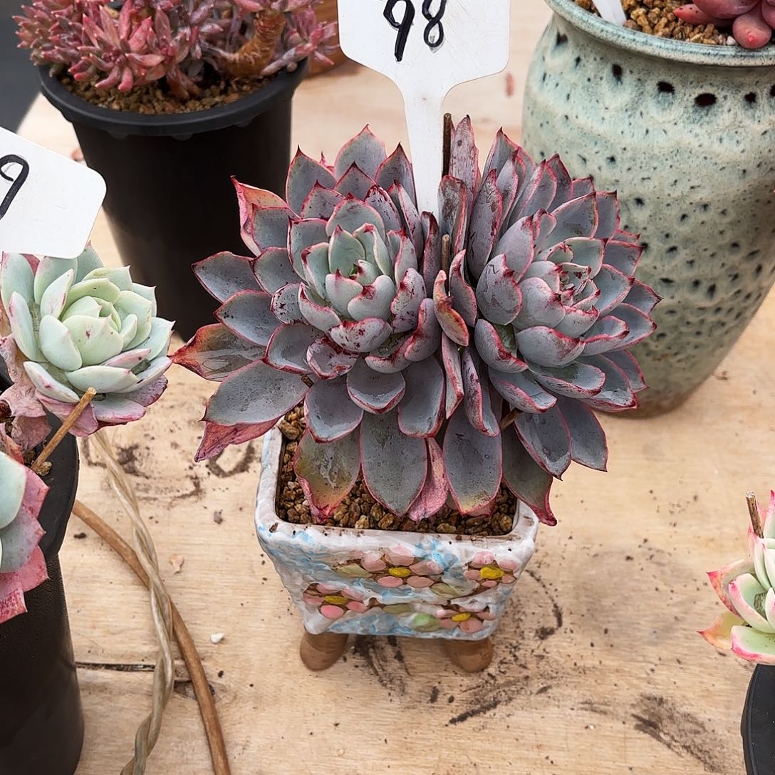 多肉植物，赫拉98号