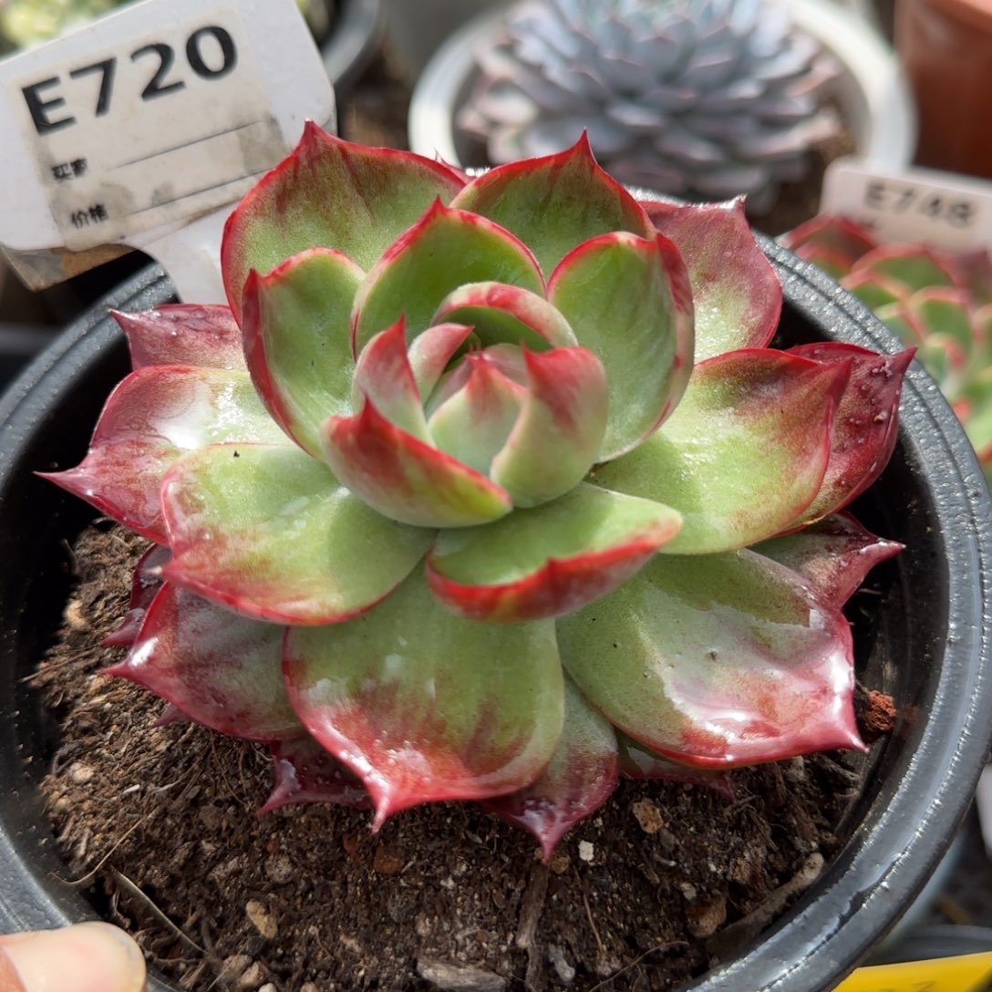 惊鸿一物一拍包装收缩花旱720